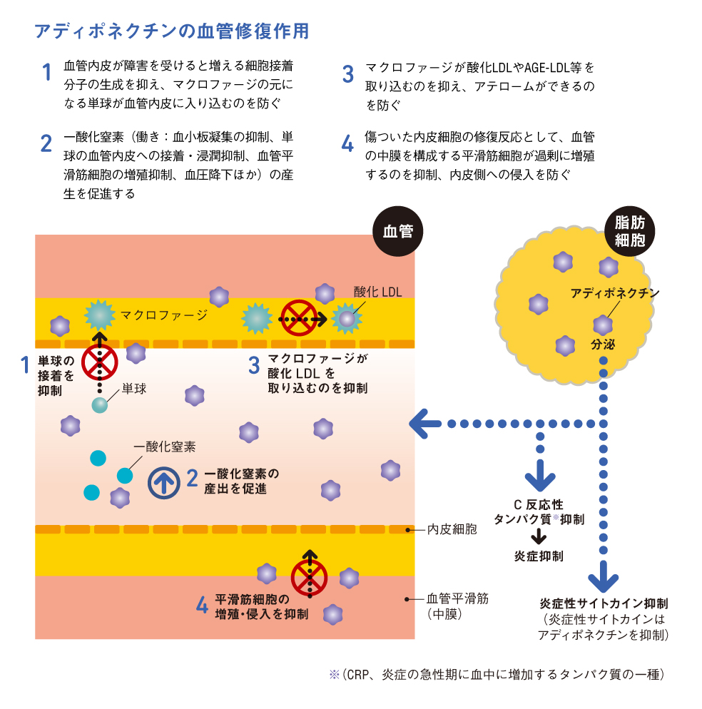http://robust-health.jp/article/108_zuhan05.jpg