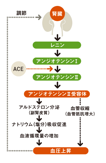 http://robust-health.jp/article/109_zuhan_column.jpg
